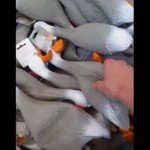Duck Army – Video 