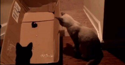  Cat laser pointer cardboard box down stairs – gif  