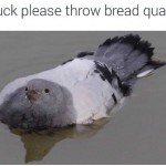 Am Duck Please Throw Bread Quack