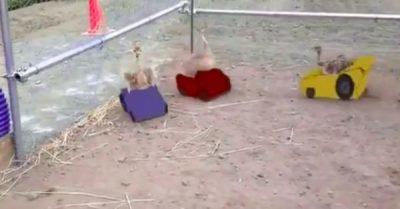 Baby Ostrich Race Cars – gif / video